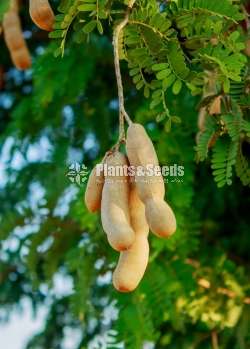 Thai Sweet Tamarind ( සියබලා)