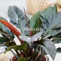  Philodendron (Red Diamond)