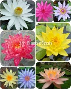 Water Plants for sale 