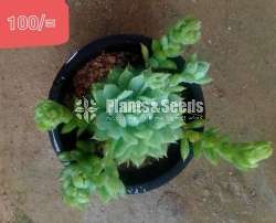 Succulent plants