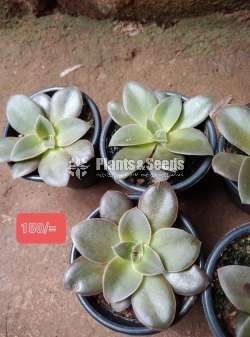 Succulent plants