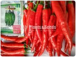 Chilli Seeds Mich hy1 Miris Hybrid 10g