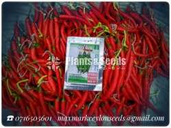 Chilli seeds Mich hy1 Miris Gardening Agriculture මිරිස් 10g