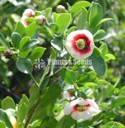 Pitch Apple (Clusia rosea) 