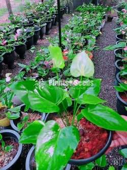 Absolute anthurium (ඇබ්සලුට් )