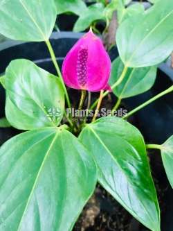 Anthurium package 