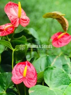 Royal champion Red Anthurium