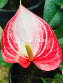 Livium anthurium (ලිවියම්)