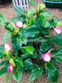 Livium anthurium (ලිවියම්)