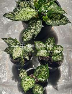 Aglaonema white anyamanee