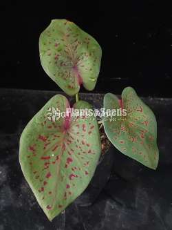 Caladium Varieties 