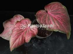 Caladium Varieties 