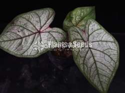 Caladium Varieties 