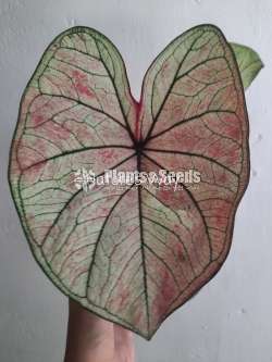 Caladium Varieties 