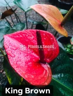 Anthurium Package