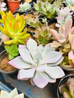 Beautiful Colorful Succulents