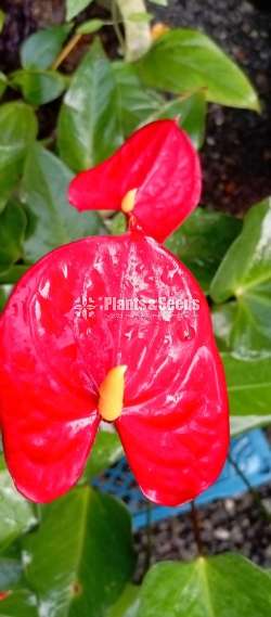 Anthurium Package