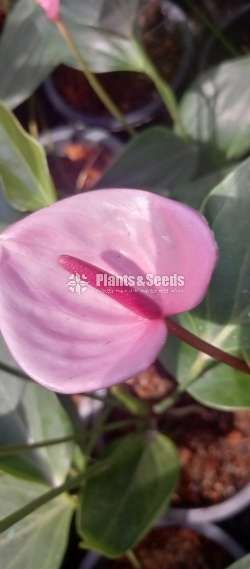 Anthurium Package