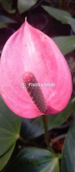 Anthurium Package