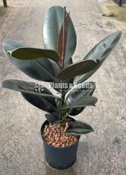 Black rubber plant