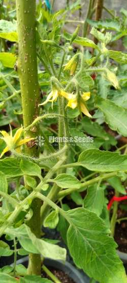 Vegetable seeds (එලවළු බීජ)