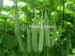 Vegetable seeds (එලවළු බීජ)