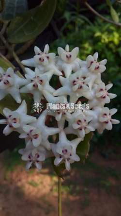 Hoya Plants