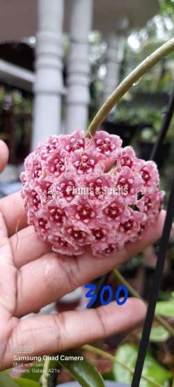 Hoya Plants