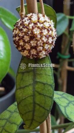 Hoya Plants