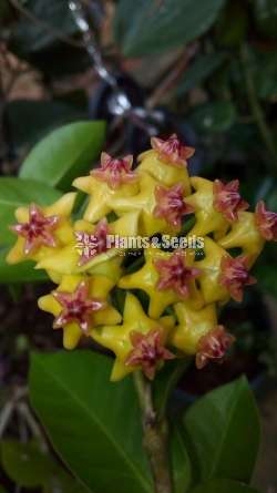 Hoya Plants