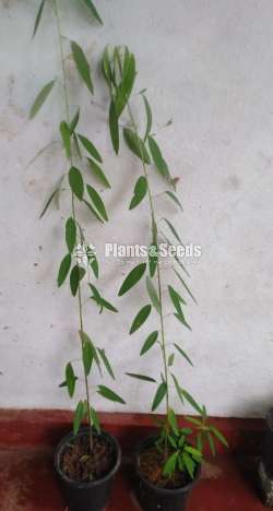 PranaJeewa Plants (ප්‍රාණජීව )