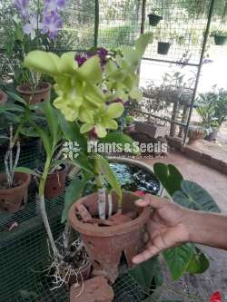 Dendrobium Orchids