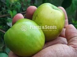 Apple Masan (ඇපල් මසන් )