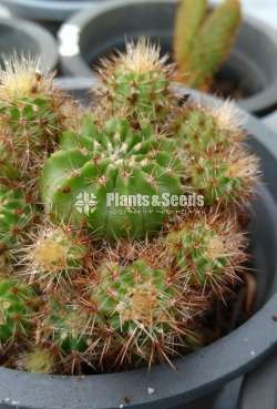 Cactus for sale 