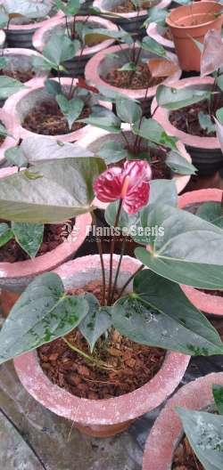 Black love Anthurium 