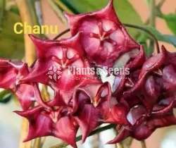 Hoya and Lipstick  Plants 