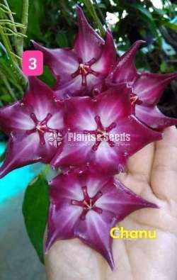 Hoya and Lipstick  Plants 