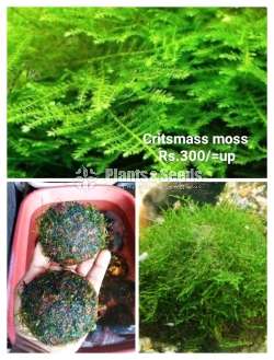 Chrismas moss