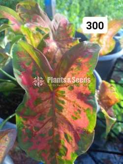 Caladium Varieties