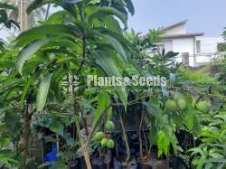  අඹ පැල (Mango Plants)