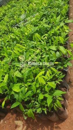  රබුටන් බද්ද පැල (Rabutan Plants)