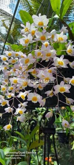 Dendrobium farmeri pink  