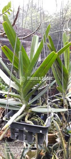 Ascocentrum ampullaceum alba