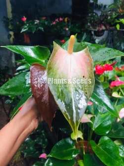 Rainbow Anthurium