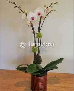 Phalaenopsis Orchids (පැලනොප්සිස් )