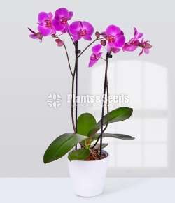 Phalaenopsis Orchids (පැලනොප්සිස් )