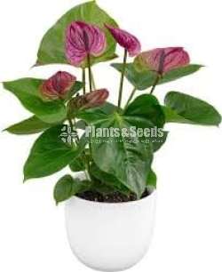 Tesaro anthurium