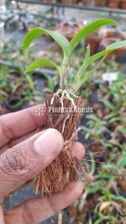  කුඩා ඕකිඩ් පැල (Small Orchid Plants)