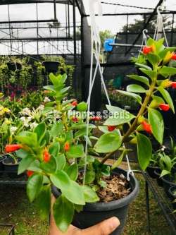 Lipstick Plants (Red)