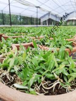 Orchid compots for sale